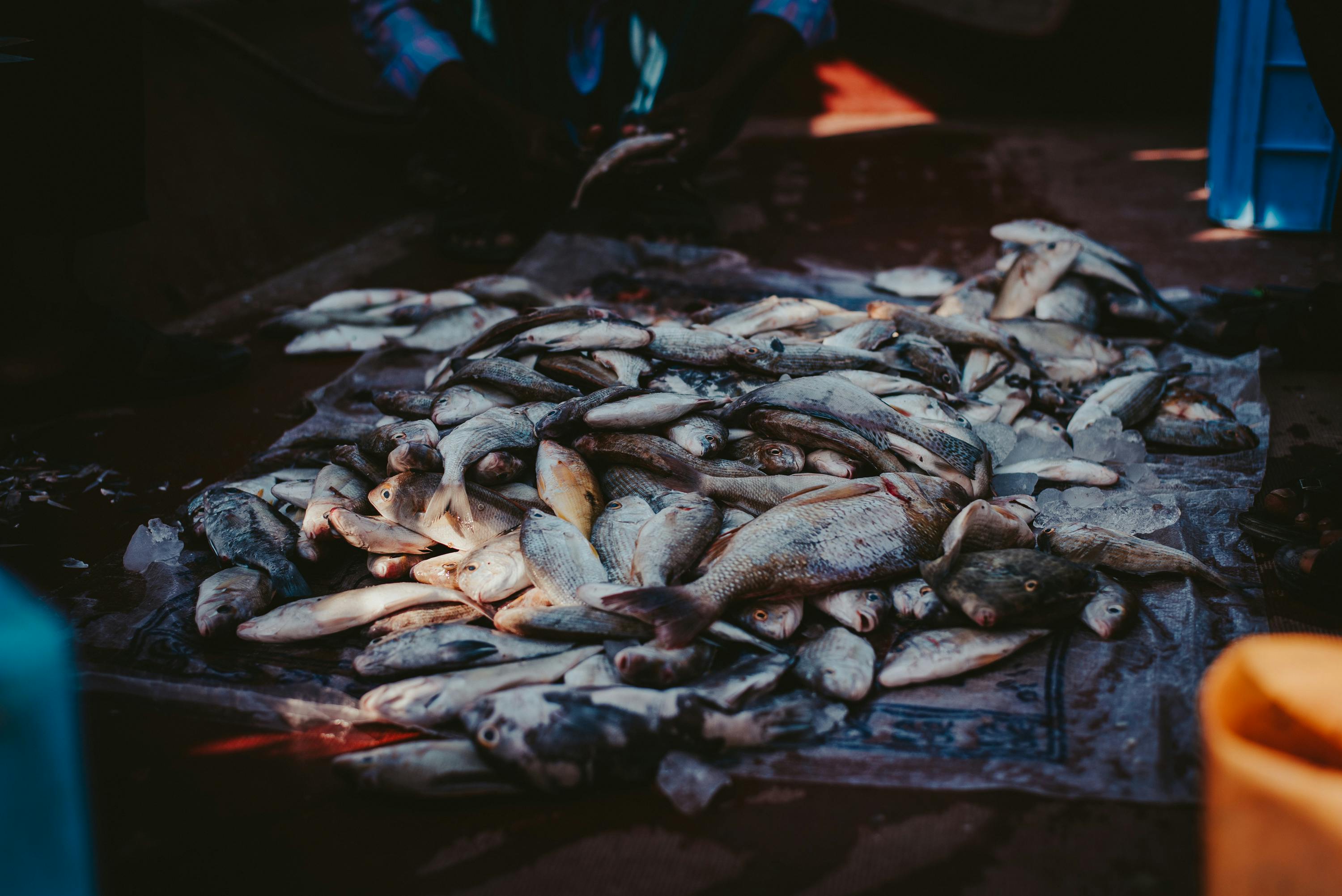 FISH